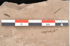 Foto (Detailansicht) von Taxodium distichum miocenicum Heer (NHMW-GEO-2024-0188-6405)